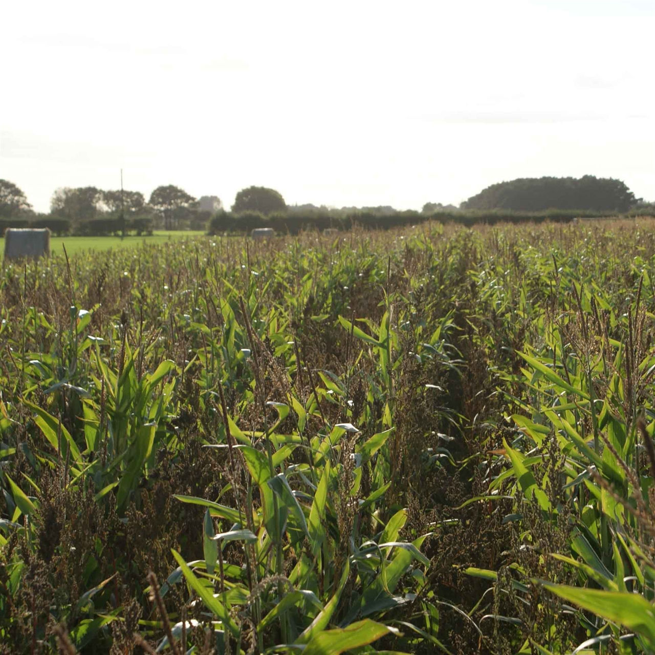 Wind Break Seed Mix (9.5kg per acre)