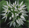 Wild Garlic Ransoms Wildflower Seed (Allium Ursinum).jpeg