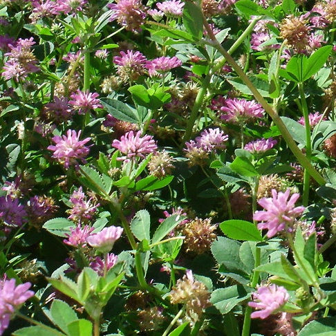 Persian Clover Seed (Trifolium Resupinatum) (4kg per acre)