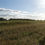 Thumbnail: Estate Seed Mix (5kg per acre)