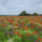 Thumbnail: CIPM2 Flower Rich Margins Seed (Acre Pack) (IPM2/AB8)
