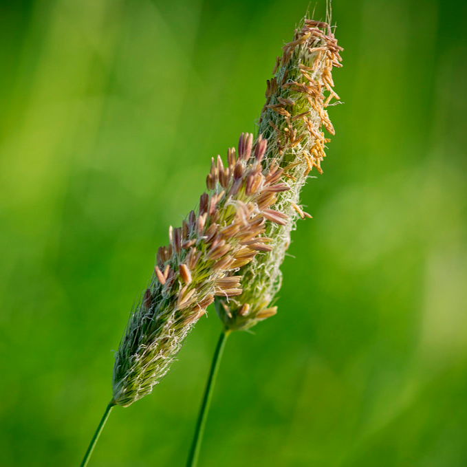 Meadow Foxtail Grass Seed (Alopecurus Pratensis)