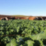 Early Sow - Late Feed (Catch Crop Seed Mix) (2.25kg per acre)