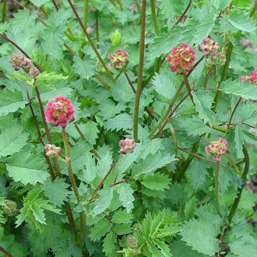 Sheeps Burnet / Salad Burnet Herb Seed (Sanguisorba Minor) (per kg)