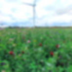 CNUM3 Legume Fallow Black Grass Control Seed (Acre Pack) (NUM3/AB15)