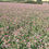 Thumbnail: Organic Red Clover Seed (5kg per acre)