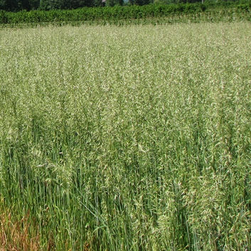 Bristle / Black Oats Seed (20kg per acre) (EFA)