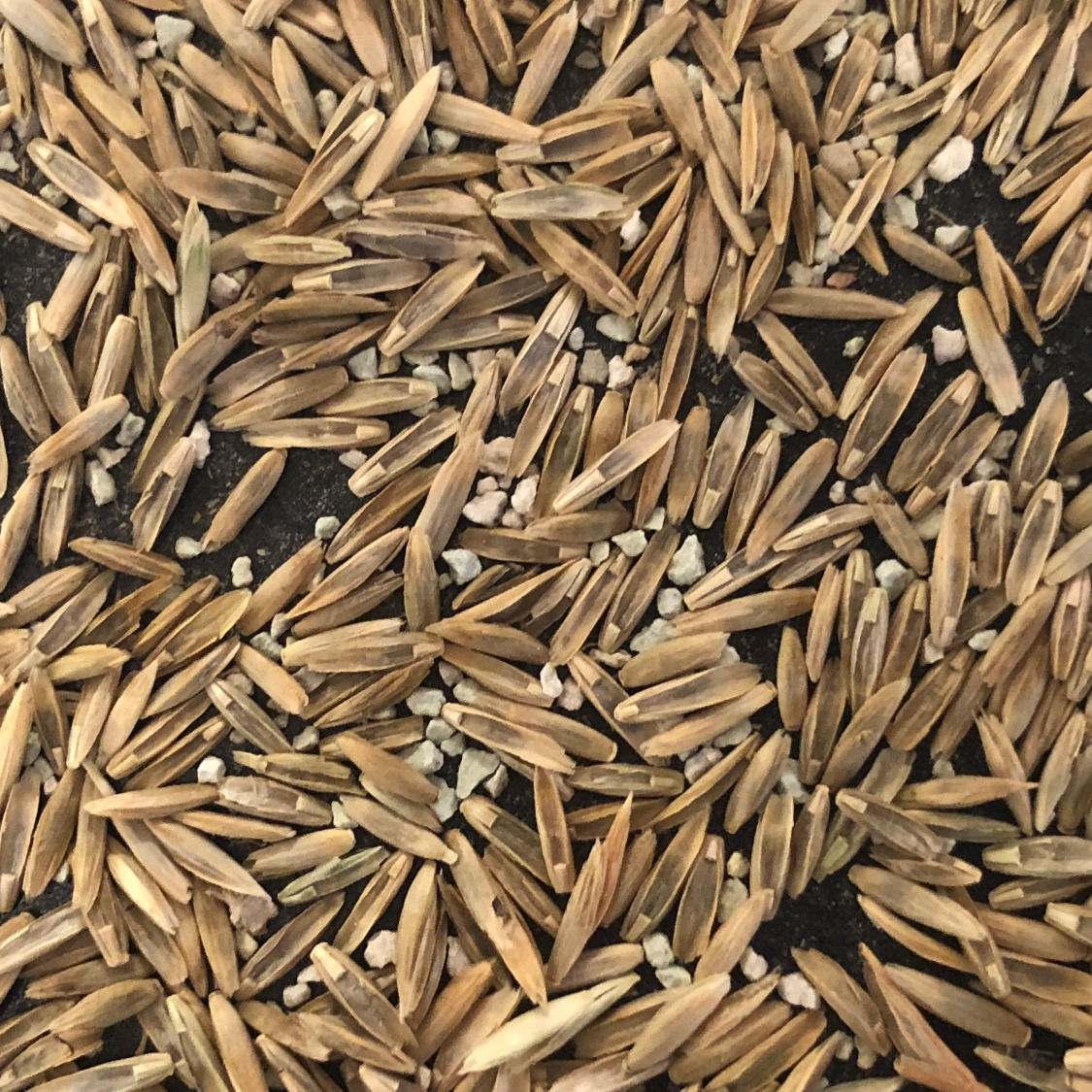 Mycorrhizae Seed Technology - SR2 (Buy 1 unit per 20kg bag or acre)