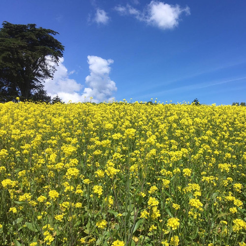 Brown Mustard Seed (2kg per acre) (EFA) (OP1)