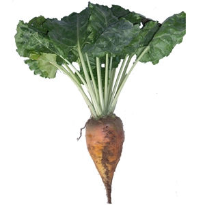 Cagnotte Fodder Beet Seed (Acre Pack) (18% DM)