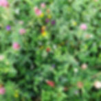 Thumbnail: CNUM3 Legume Fallow Seed (Acre Pack) (NUM3/AB15)
