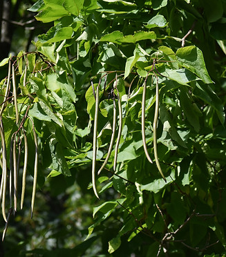 ss.northerncatalpa_1803453289.jpeg