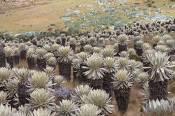 Foto: Angie Lorena Franco