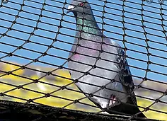pombo_PNG.webp