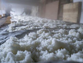 Koji rice cooled in winter air