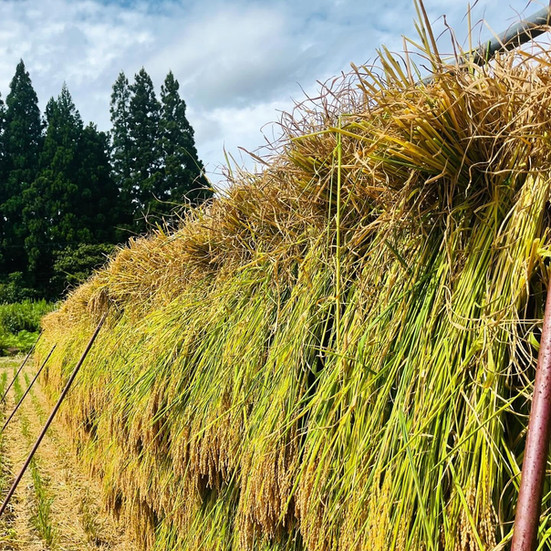 Bundles of hand-cut rice