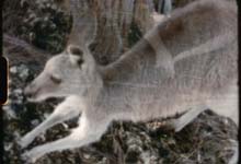 The Legend of Tibrogargan