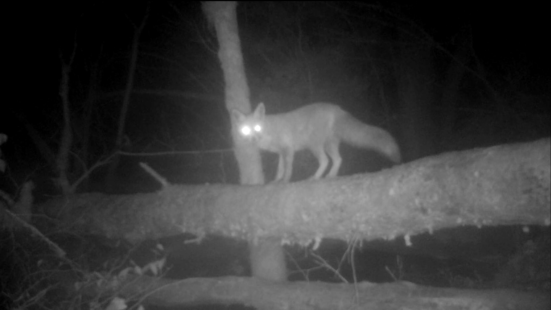 Extra Life (and Decay)