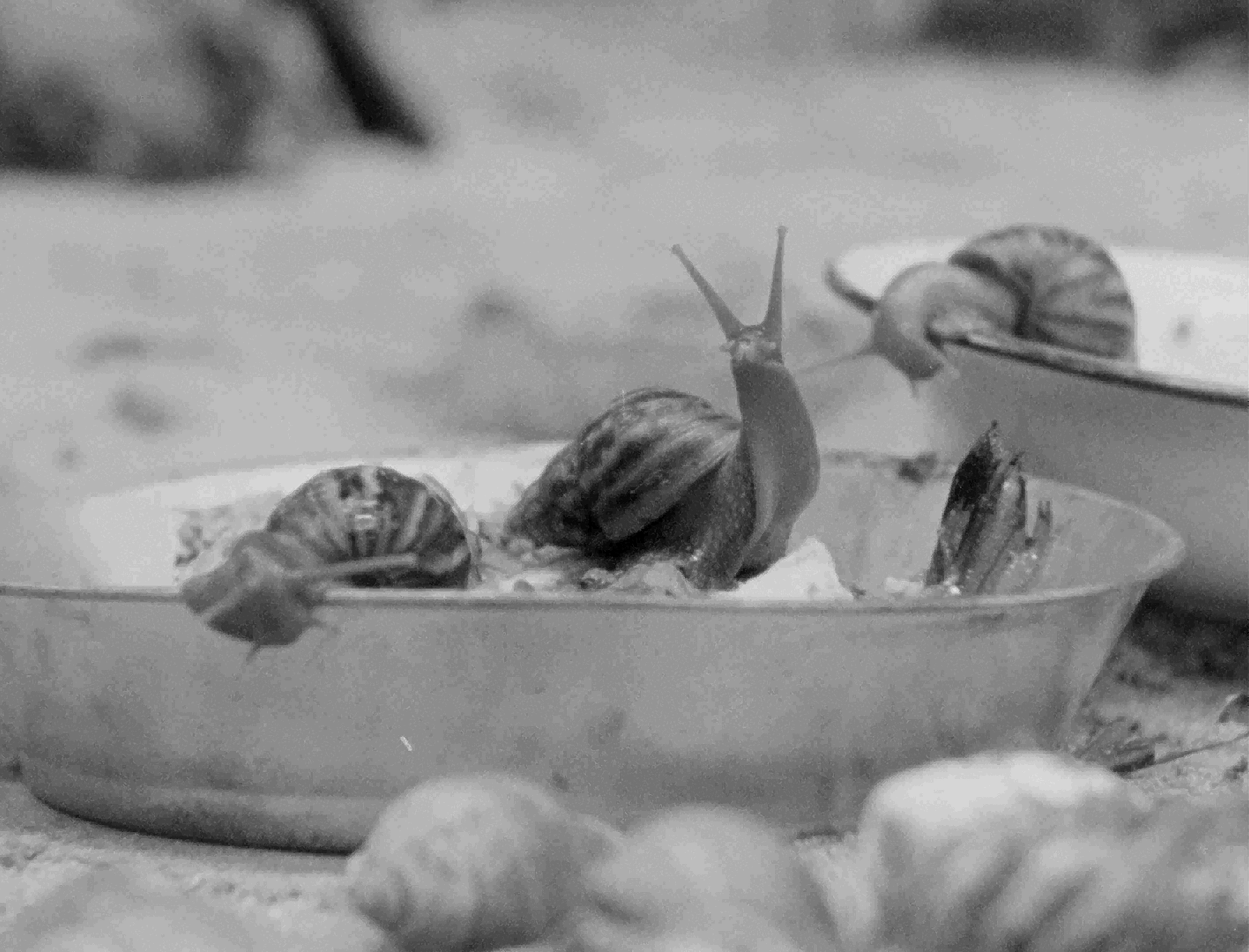 Birth of the Golden Snail 