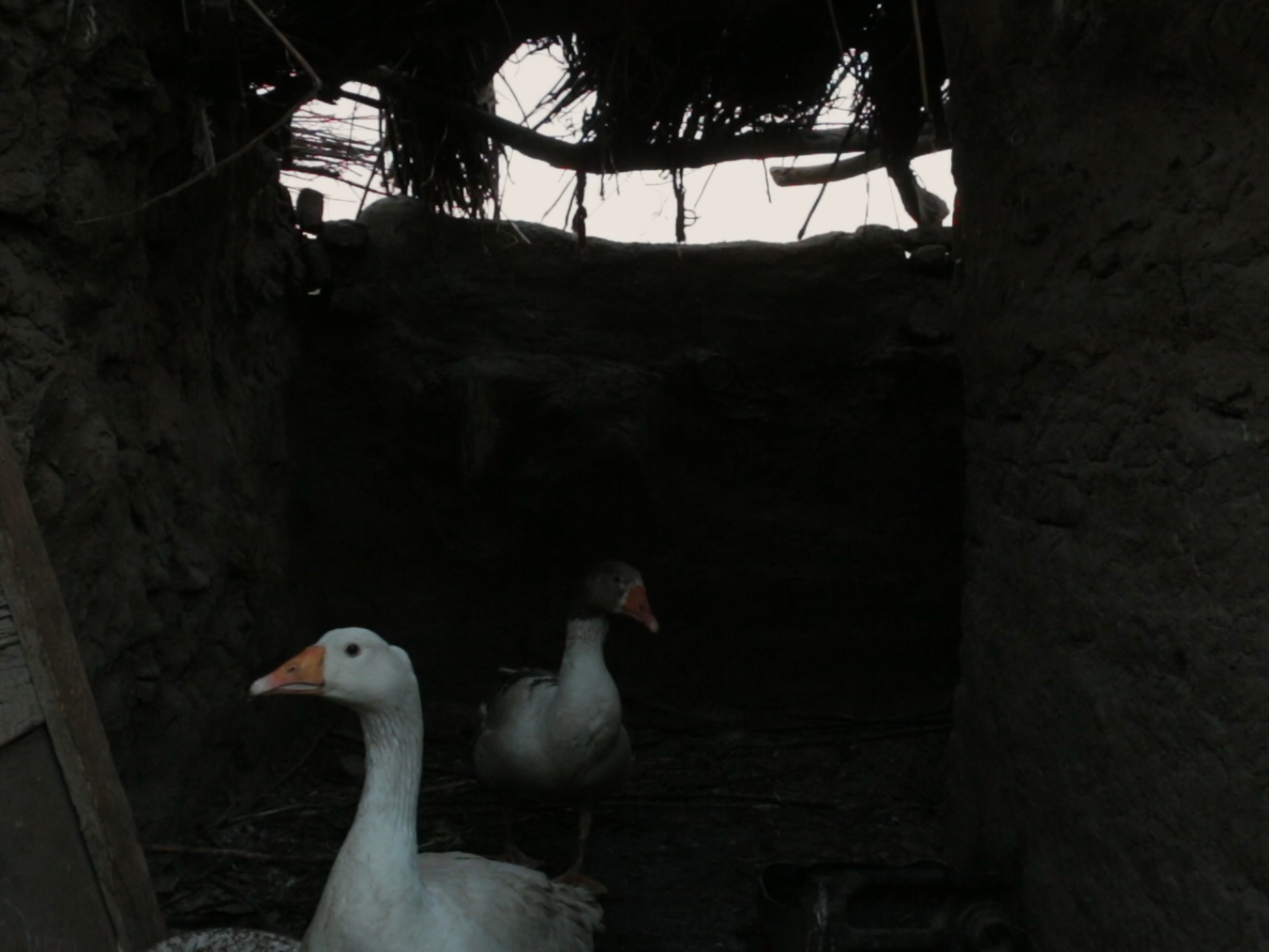 The Goose's Excuse