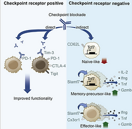 Immunity_graphical_abstract.png