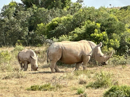 Wine & Wildlife III Experience: South Africa 2026