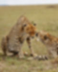 _R7A2636-01.jpeg