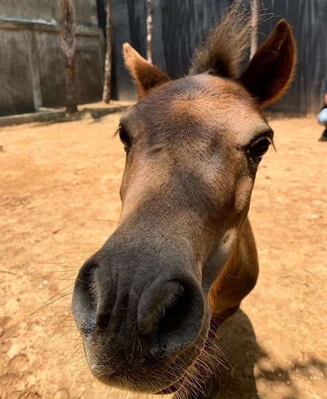 Menotti | Cavalo Mini Horse