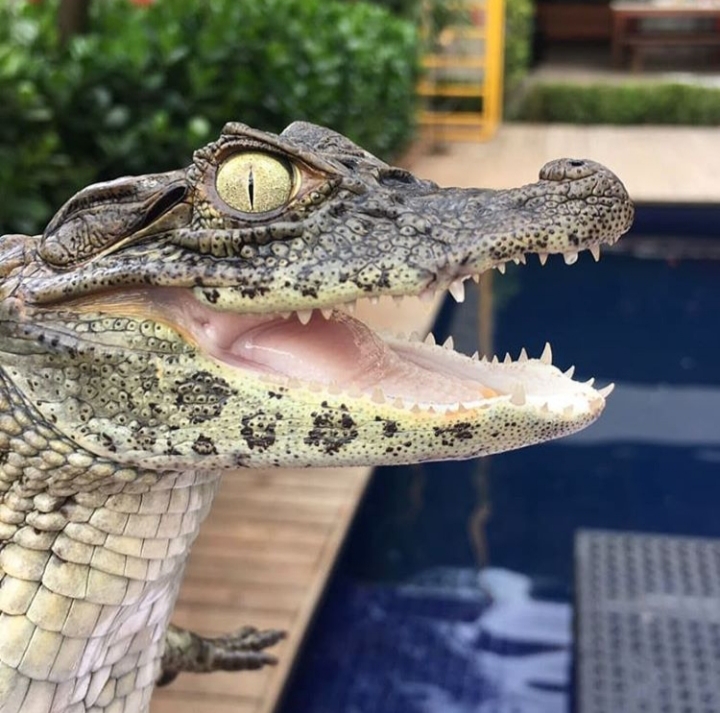 Lacoste | Jacaré do Papo Amarelo