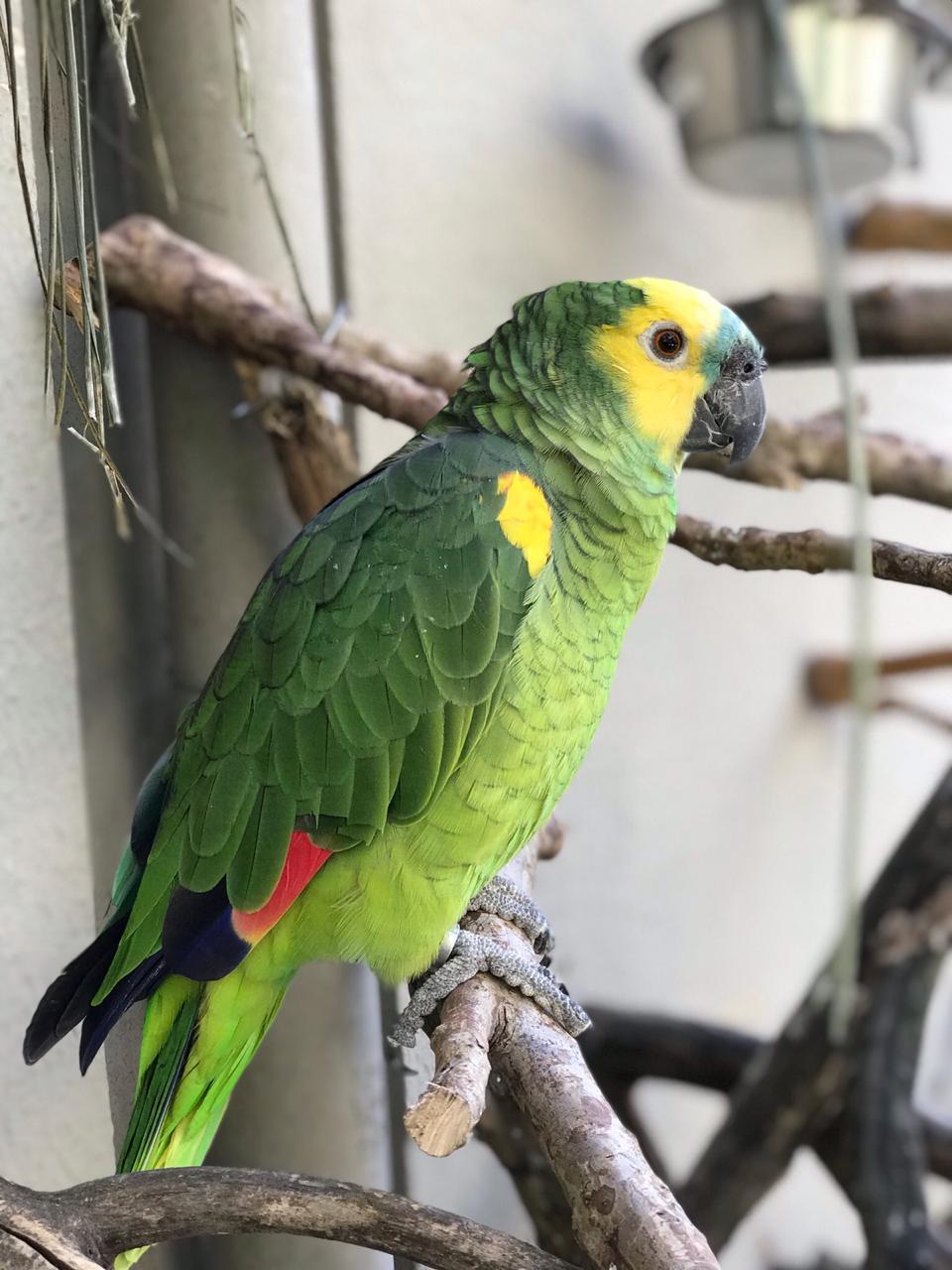 Paco | Papagaio Verdadeiro