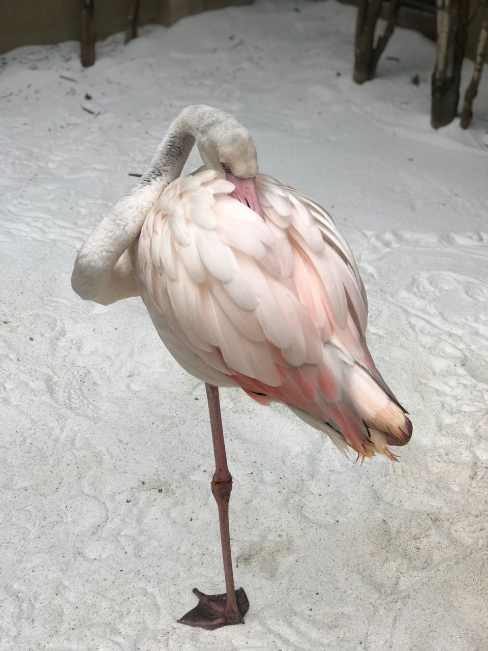 Dorival | Flamingo