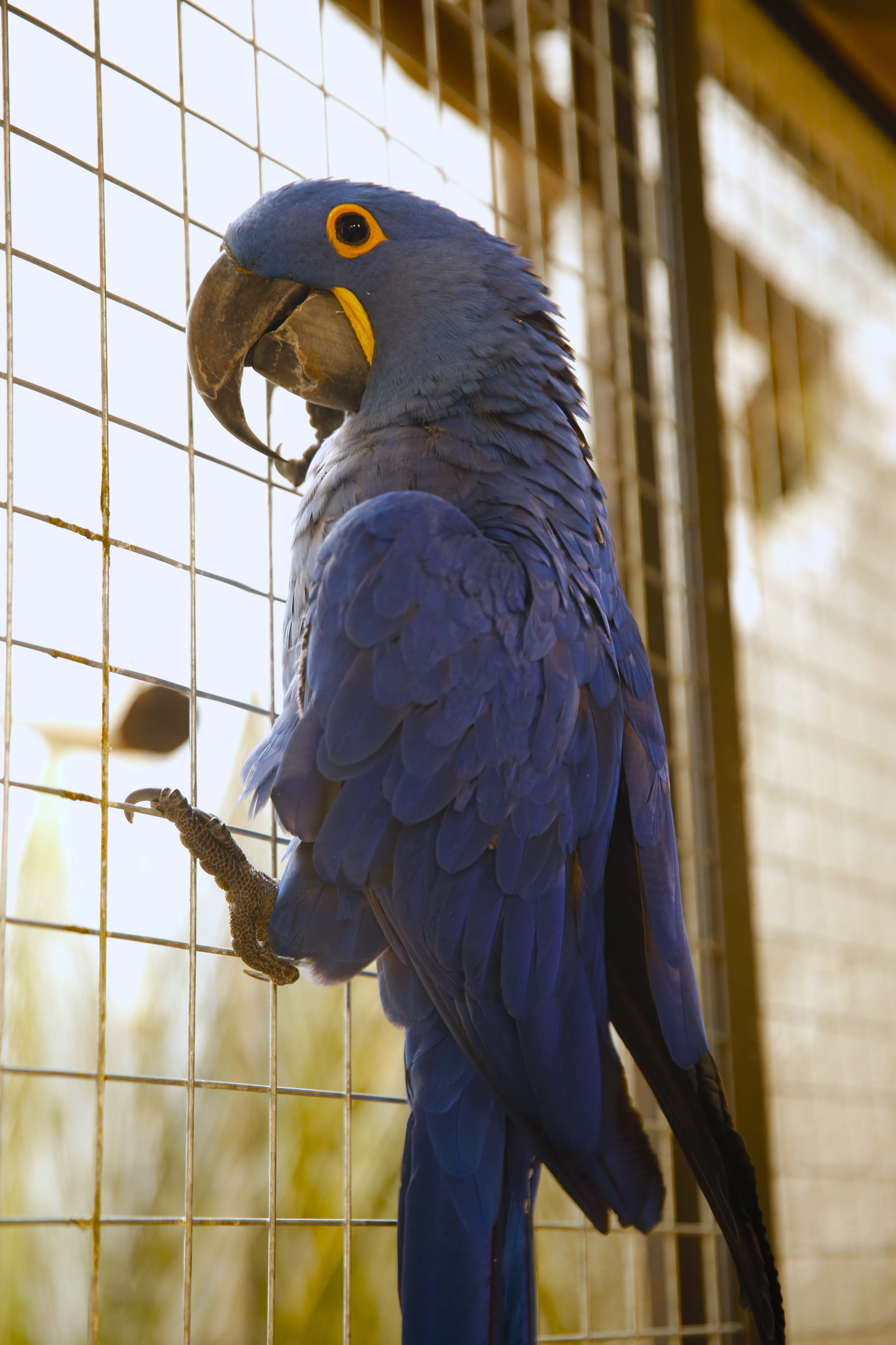 Blue | Arara Azul Grande