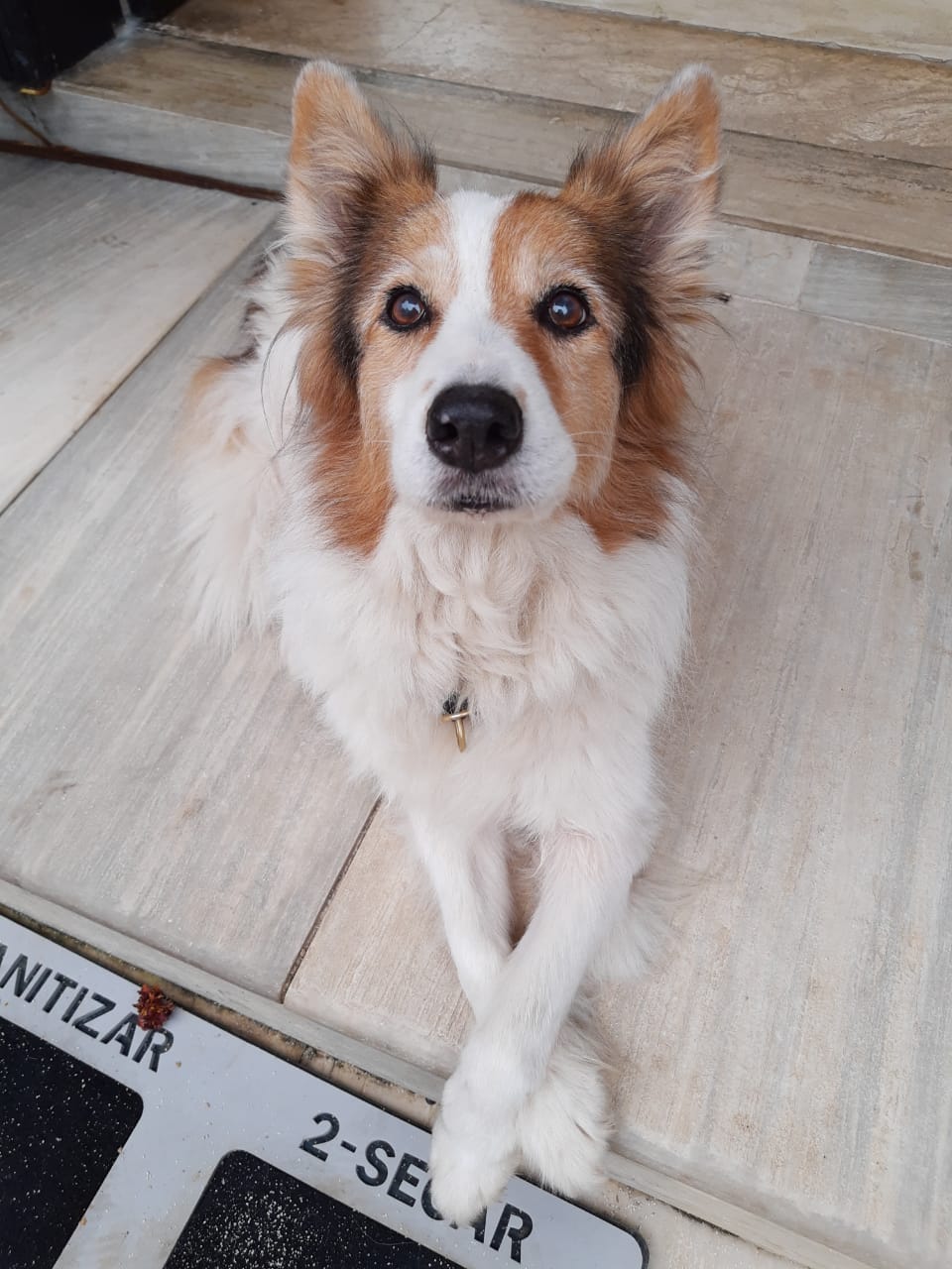 Bella | Border Collie