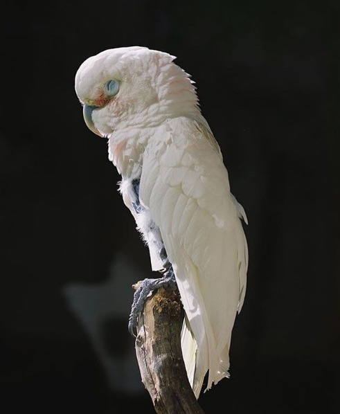 Tonhão | Cacatua