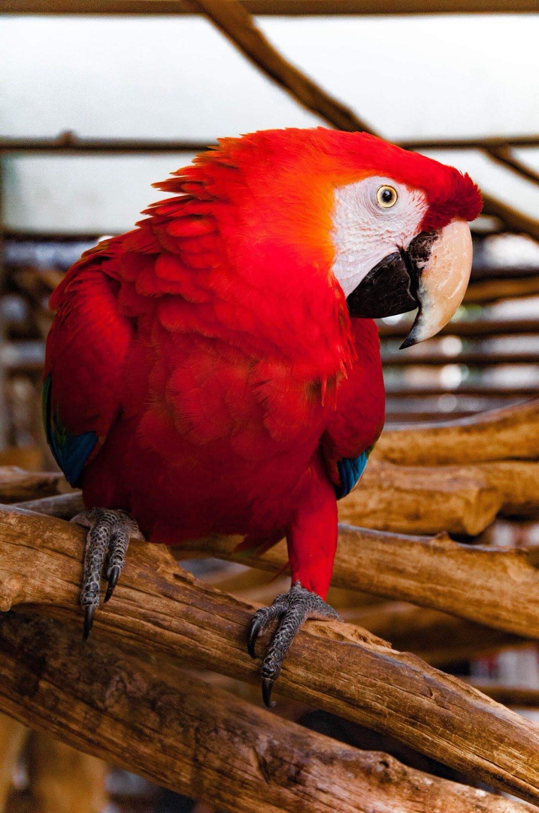 Leopoldina | Arara Macao