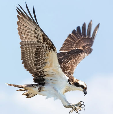 An Osprey coming in for a landing