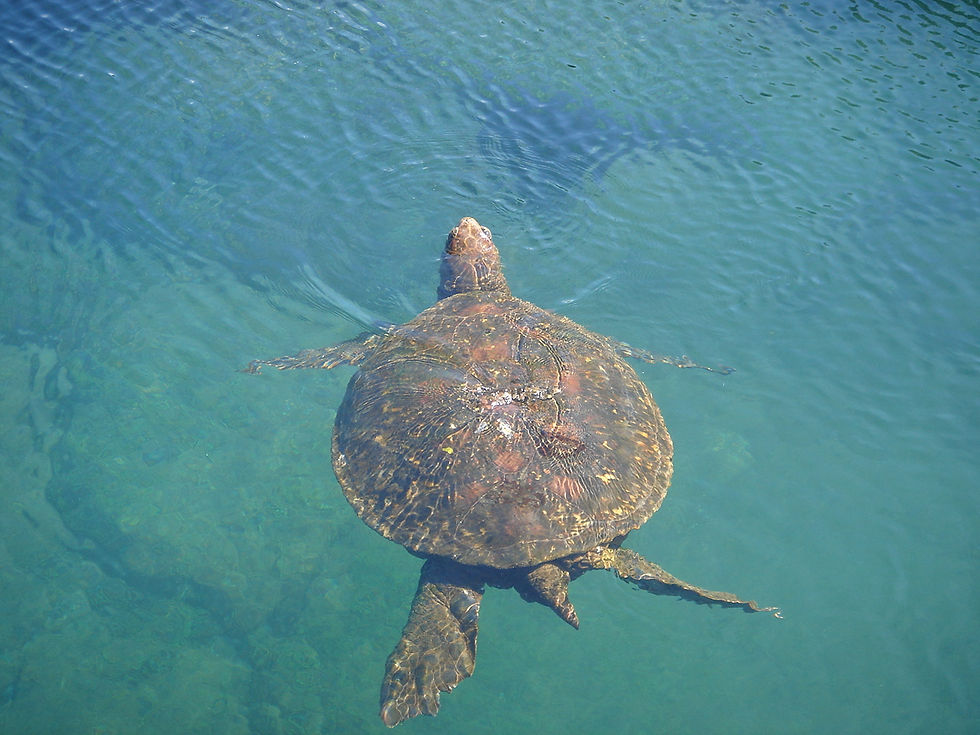 Thumbnail: 5 Days Galapagos Naturalist Cruise