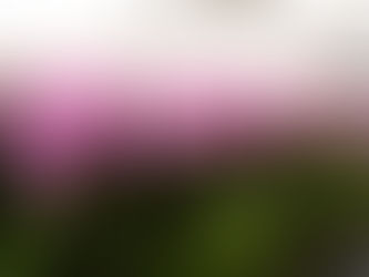 Conheça os melhores fornecedores e eventos de flores em Holambra!