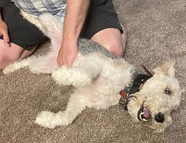 Gizmo's Smile