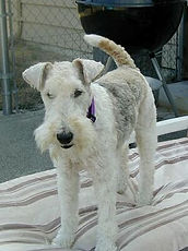 Wire Fox Terrier