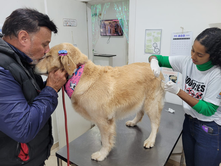 Exemplo: Guarujá superou já em agosto o número total de animais vacinados no ano passado contra a raiva