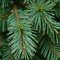 close up of ponderosa pine tree needles.jpg