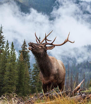 elk-of-the-colorado-rocky-mountains-photo_edited.jpg