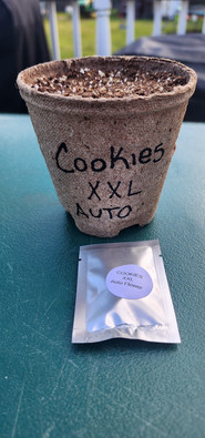 cookies xxl auto seeds
