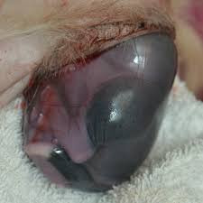 dog giving birth, whelping, giving birth