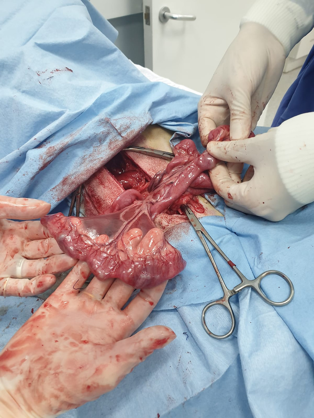 gastrointestinal surgery in dog, foreign body