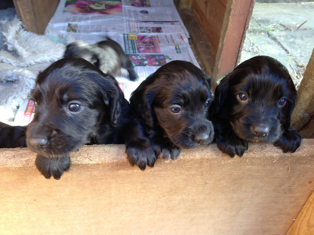 black working cocker spaniel puppy