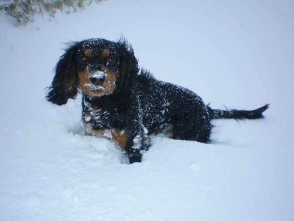 Black and Tan working cocker spaniel puppy