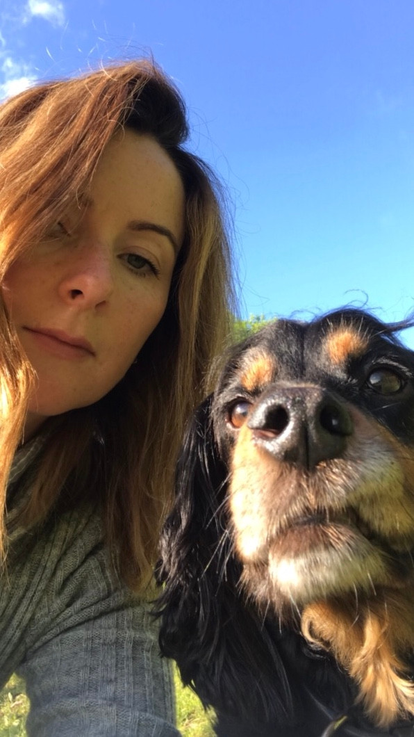 Black and Tan cocker spaniel