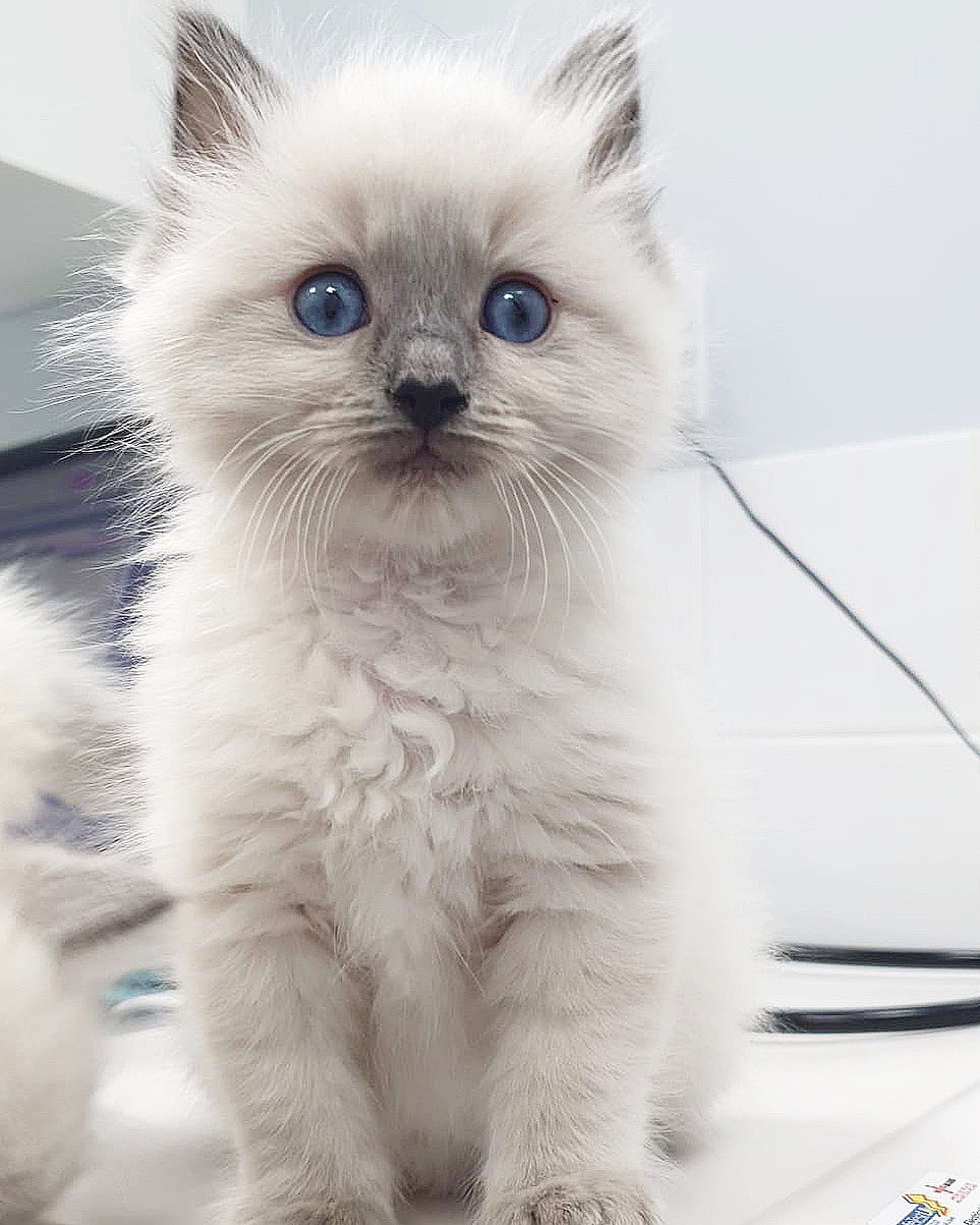 cute ragdoll kitten, kitten